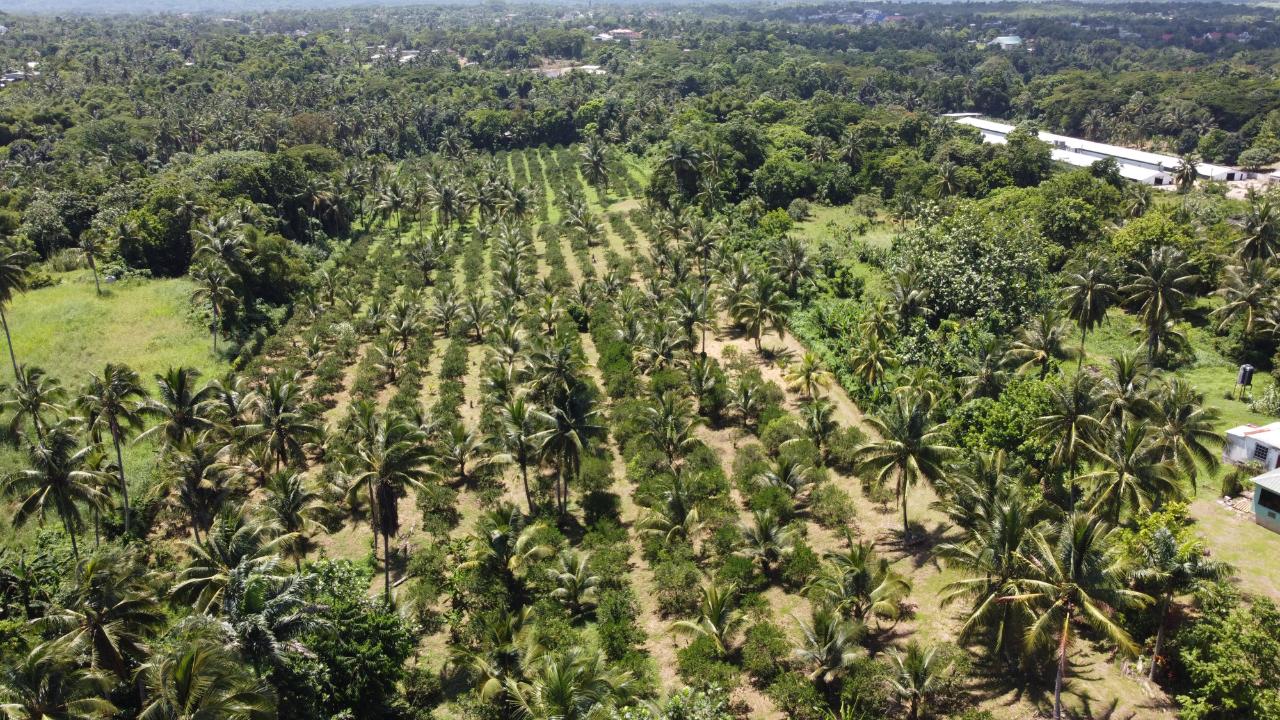 Real Estate Jamaica