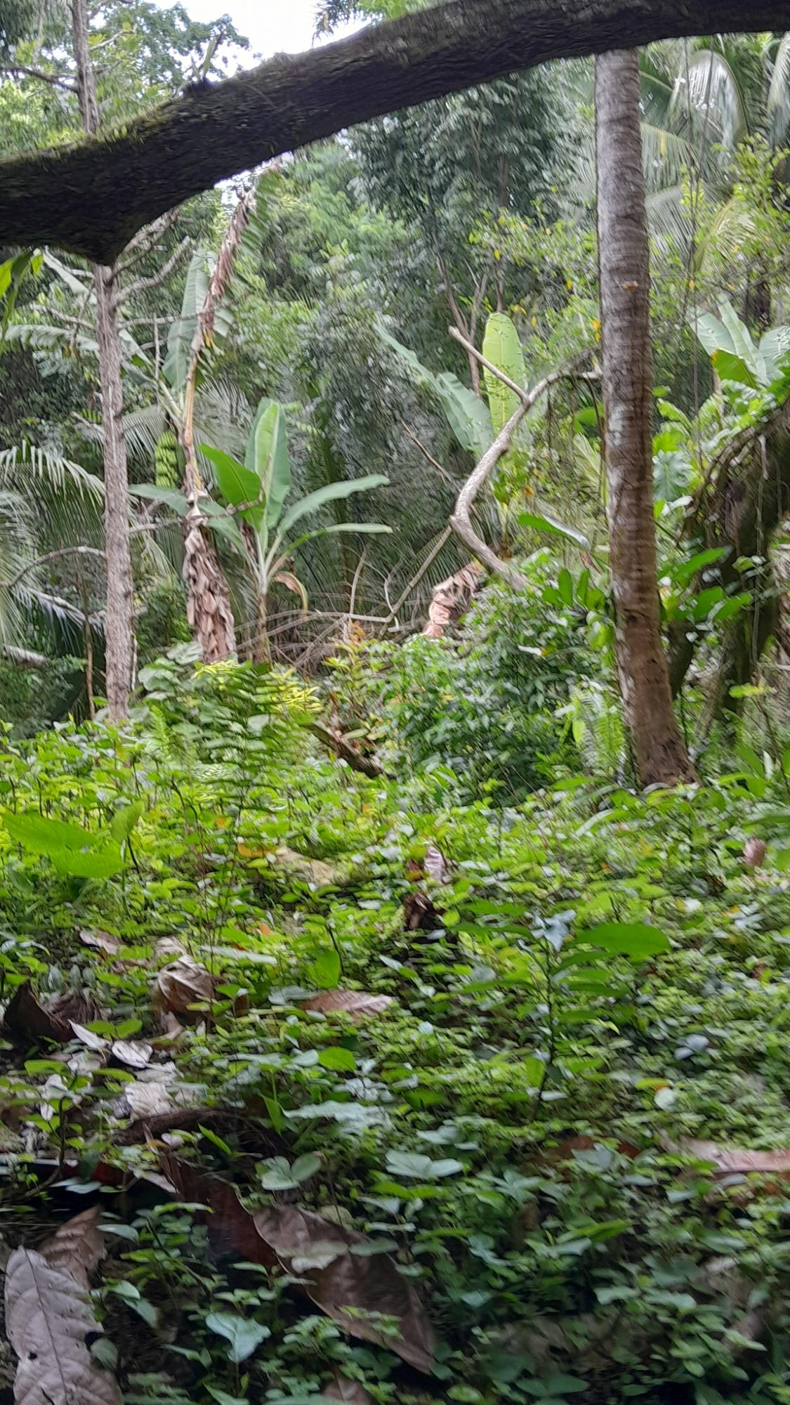 ISLE JAMAICA REALTY - Development Land (Residential) for Sale JMD ...