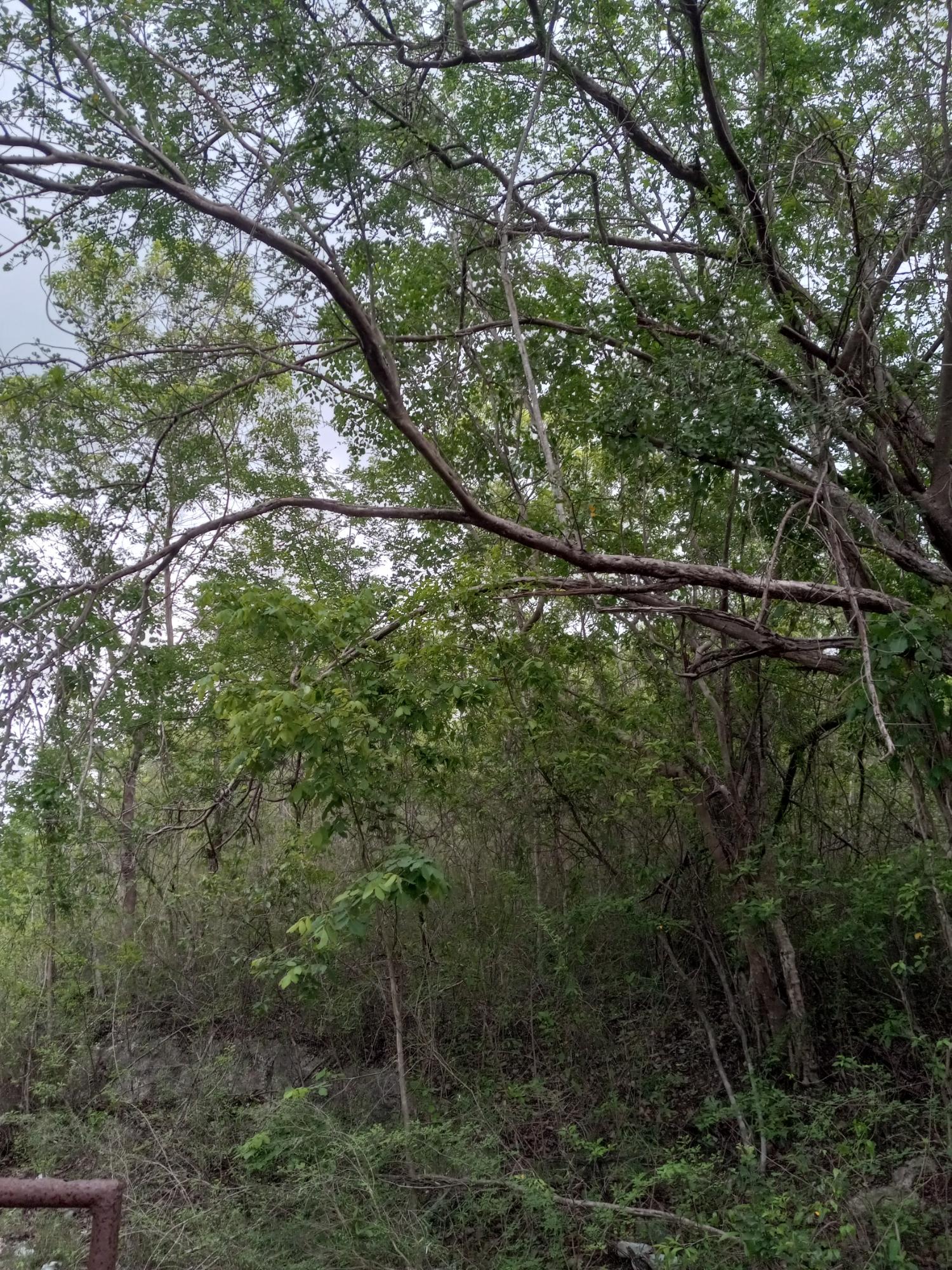 Real Estate Jamaica