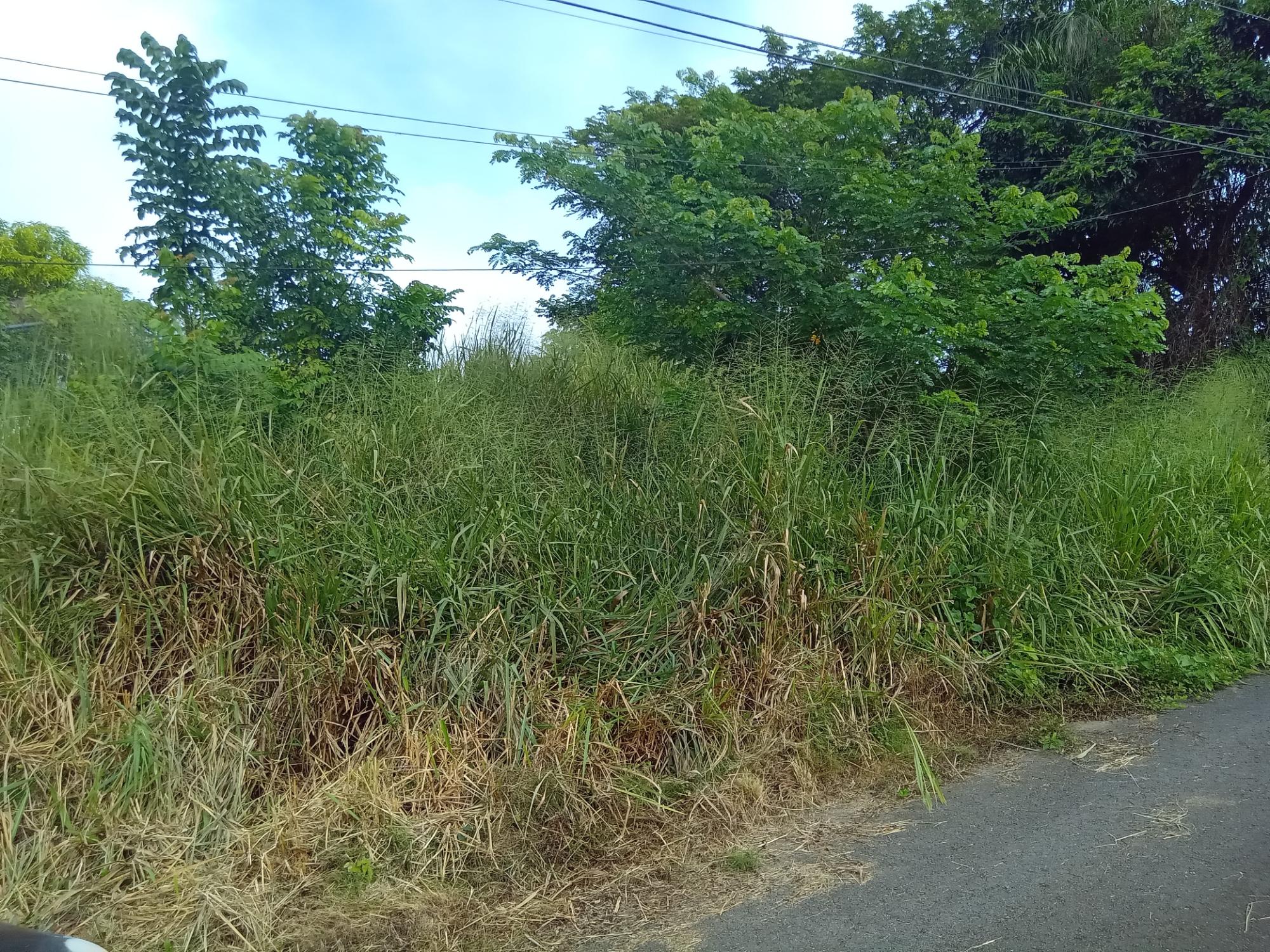Real Estate Jamaica
