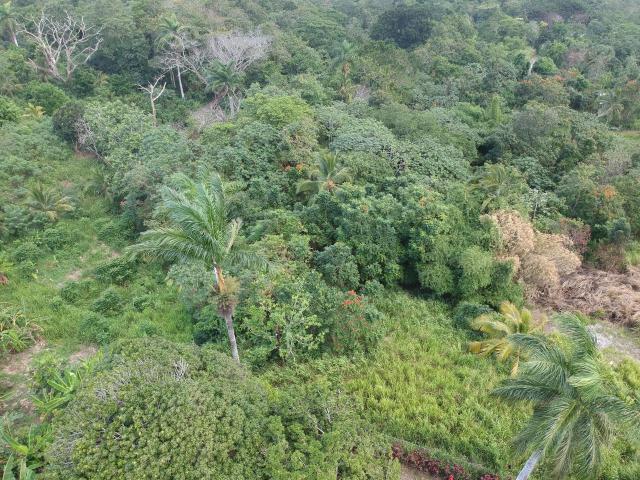 Real Estate Jamaica