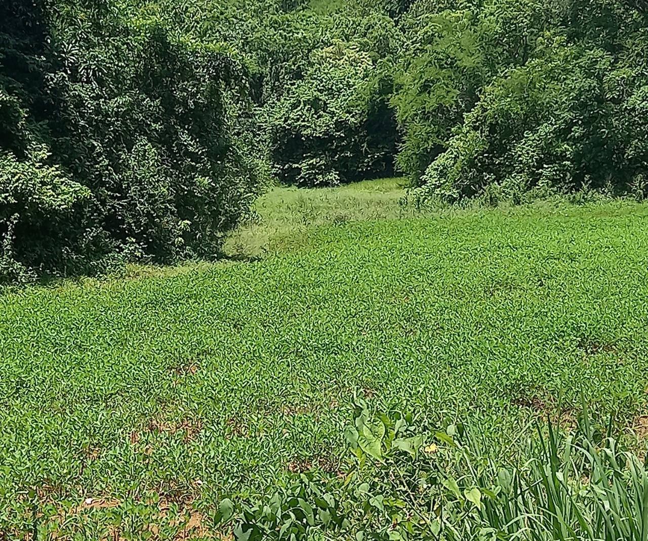 Real Estate Jamaica