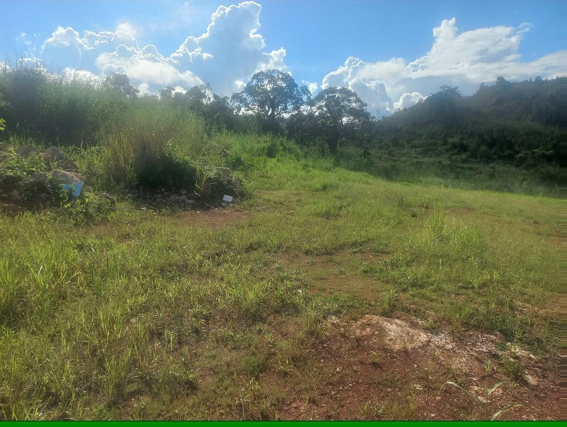 Real Estate Jamaica