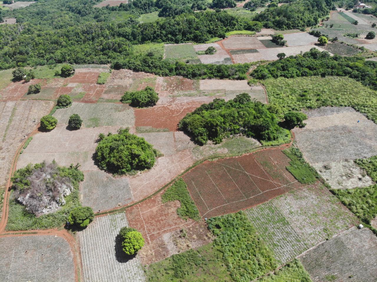 Real Estate Jamaica