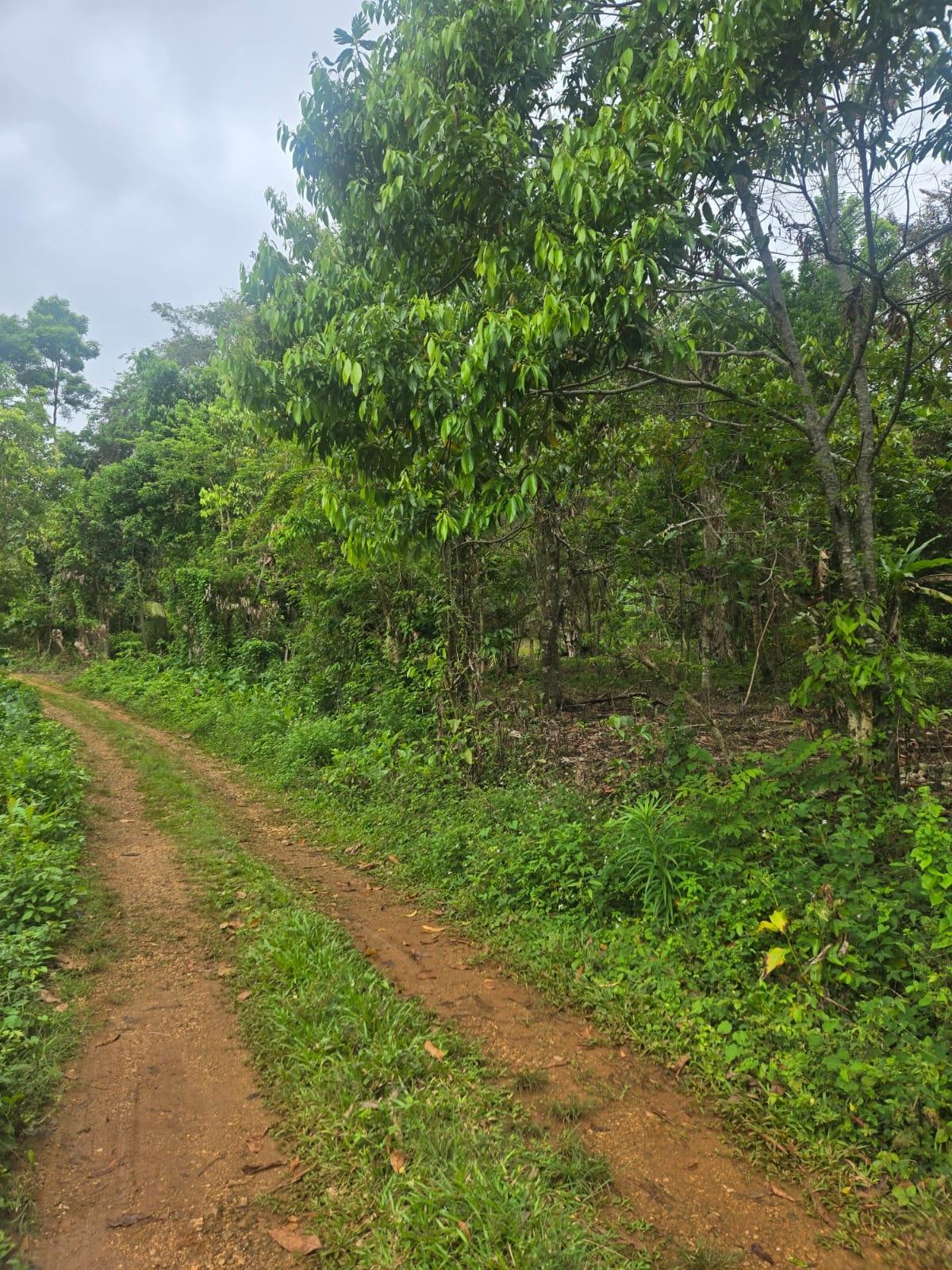 Real Estate Jamaica