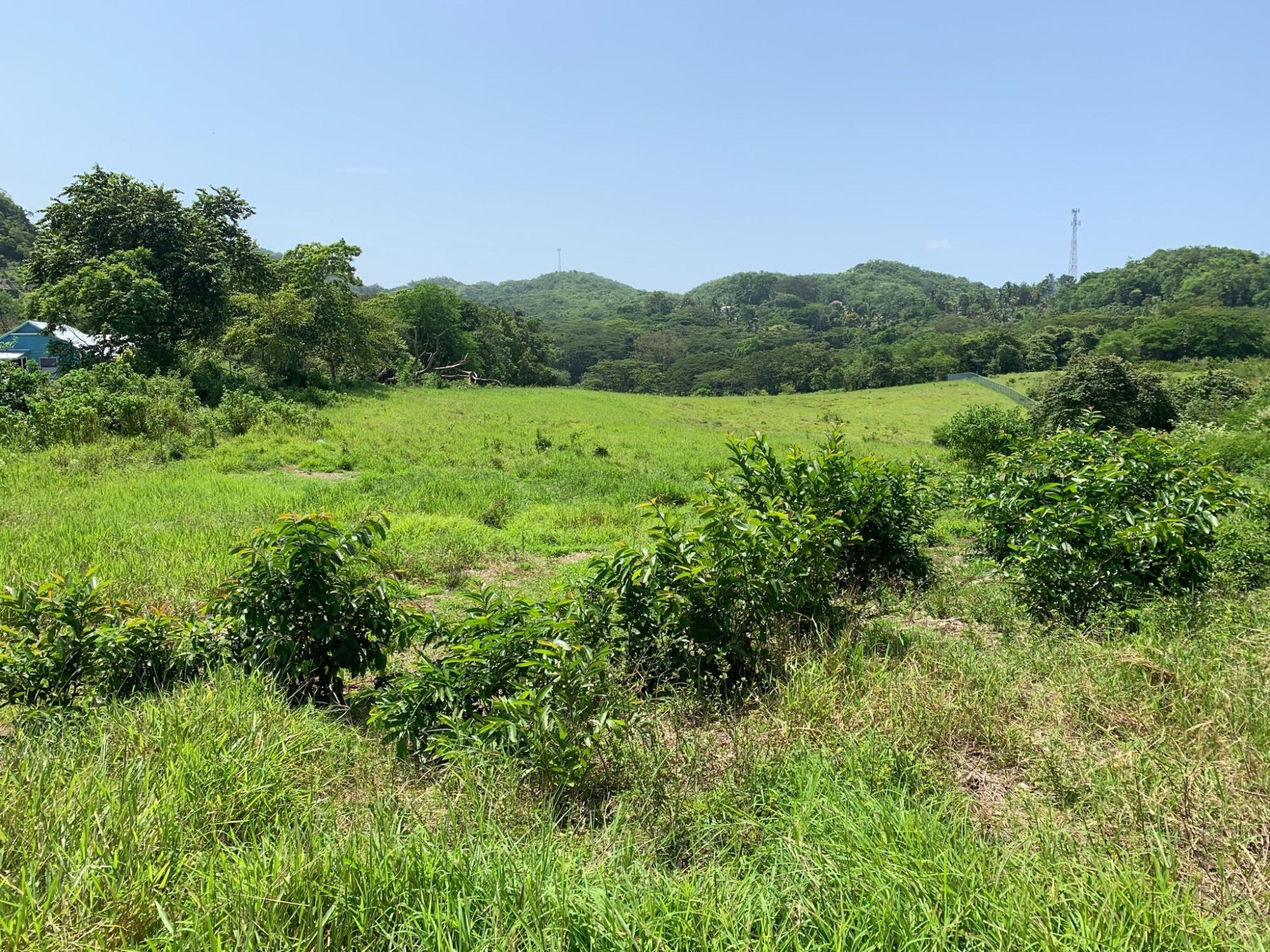 Real Estate Jamaica