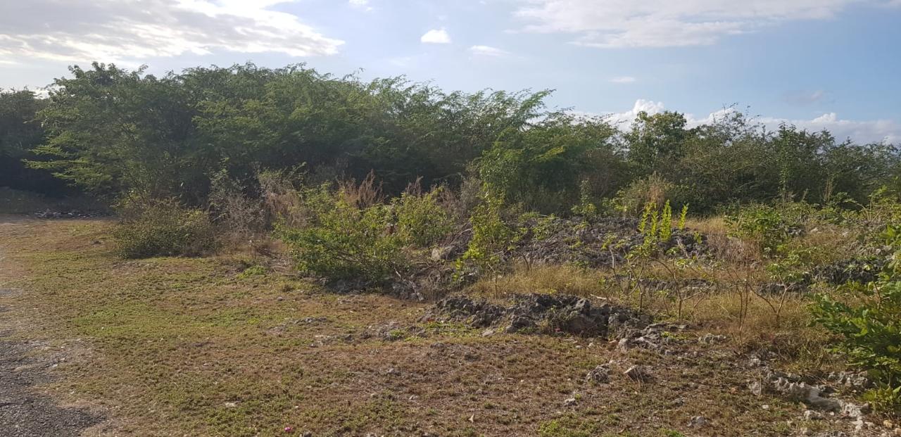 Real Estate Jamaica