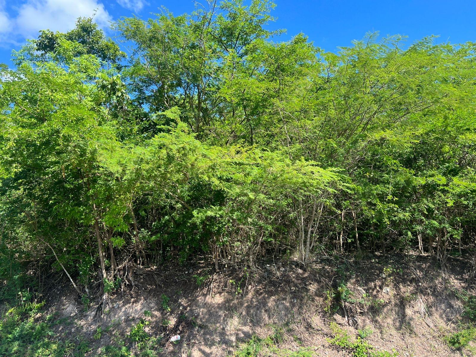 Real Estate Jamaica