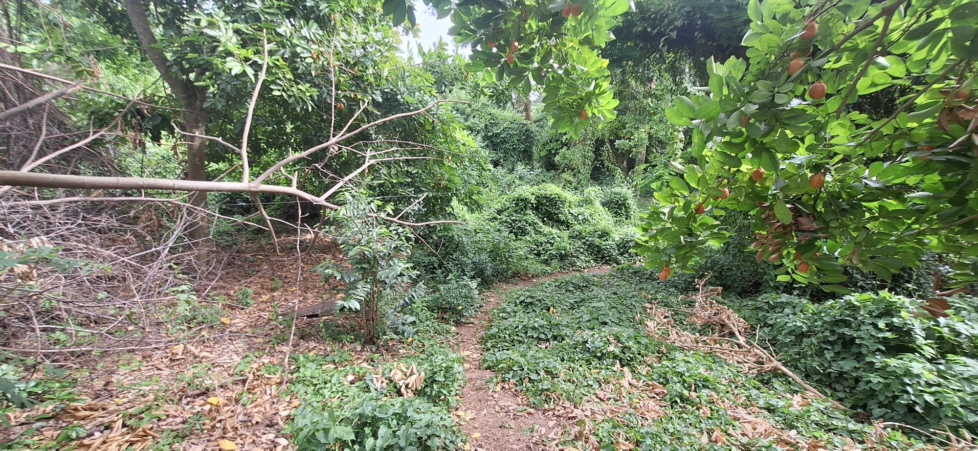 Real Estate Jamaica