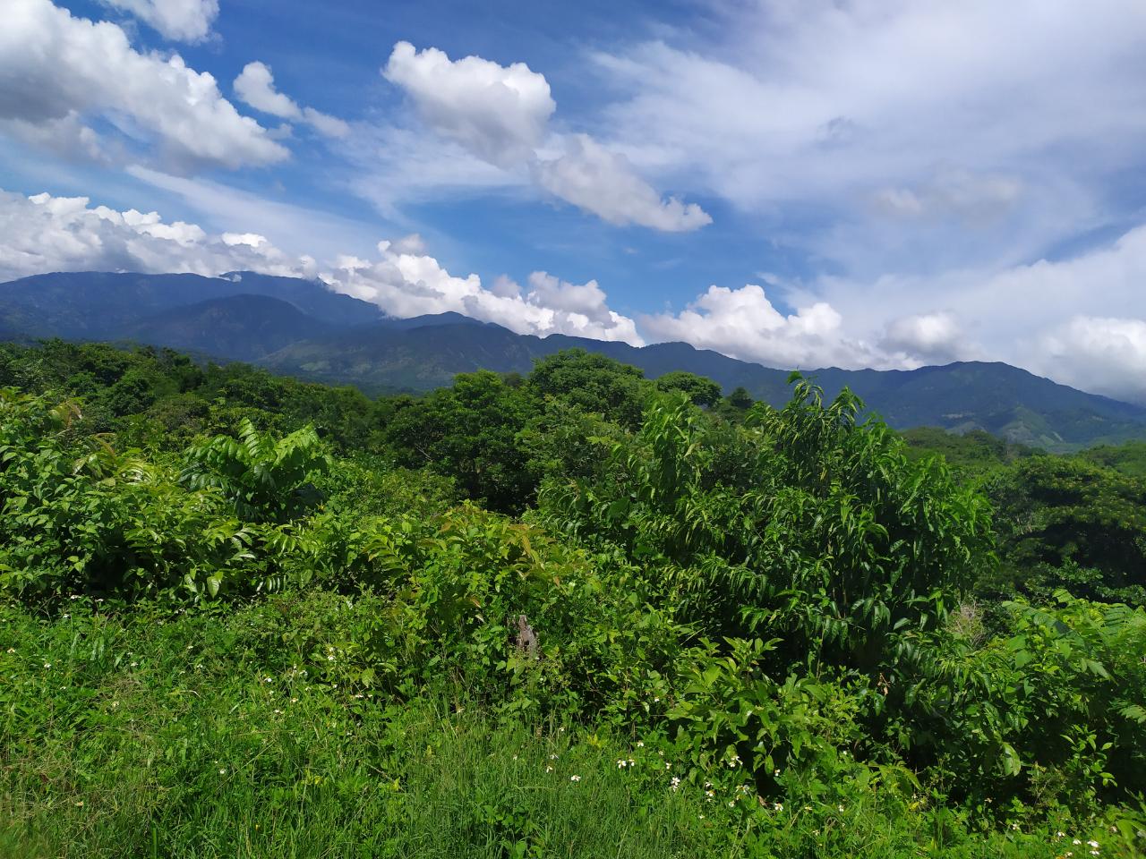 Real Estate Jamaica