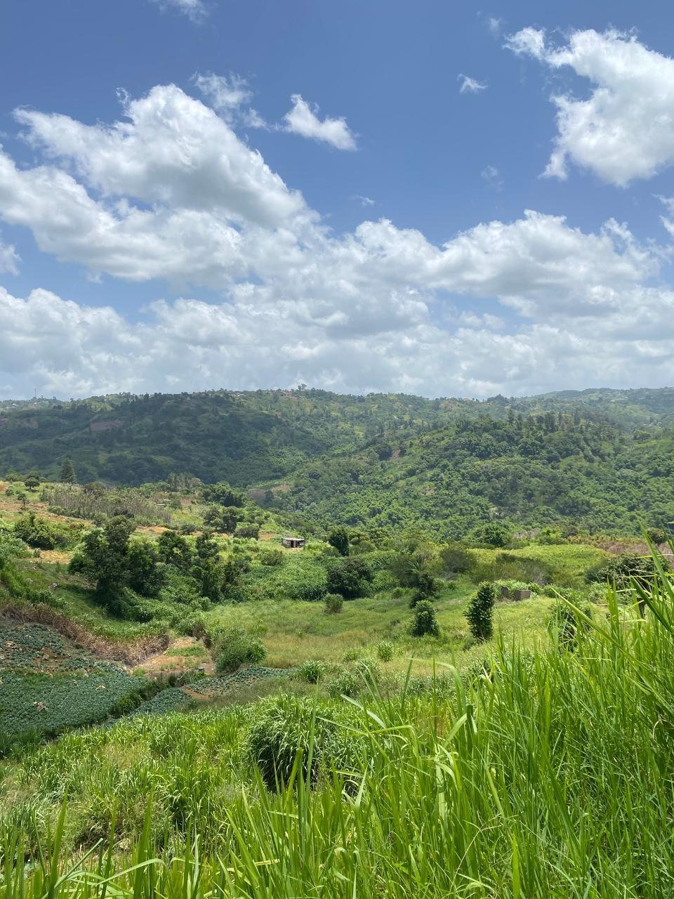 Real Estate Jamaica