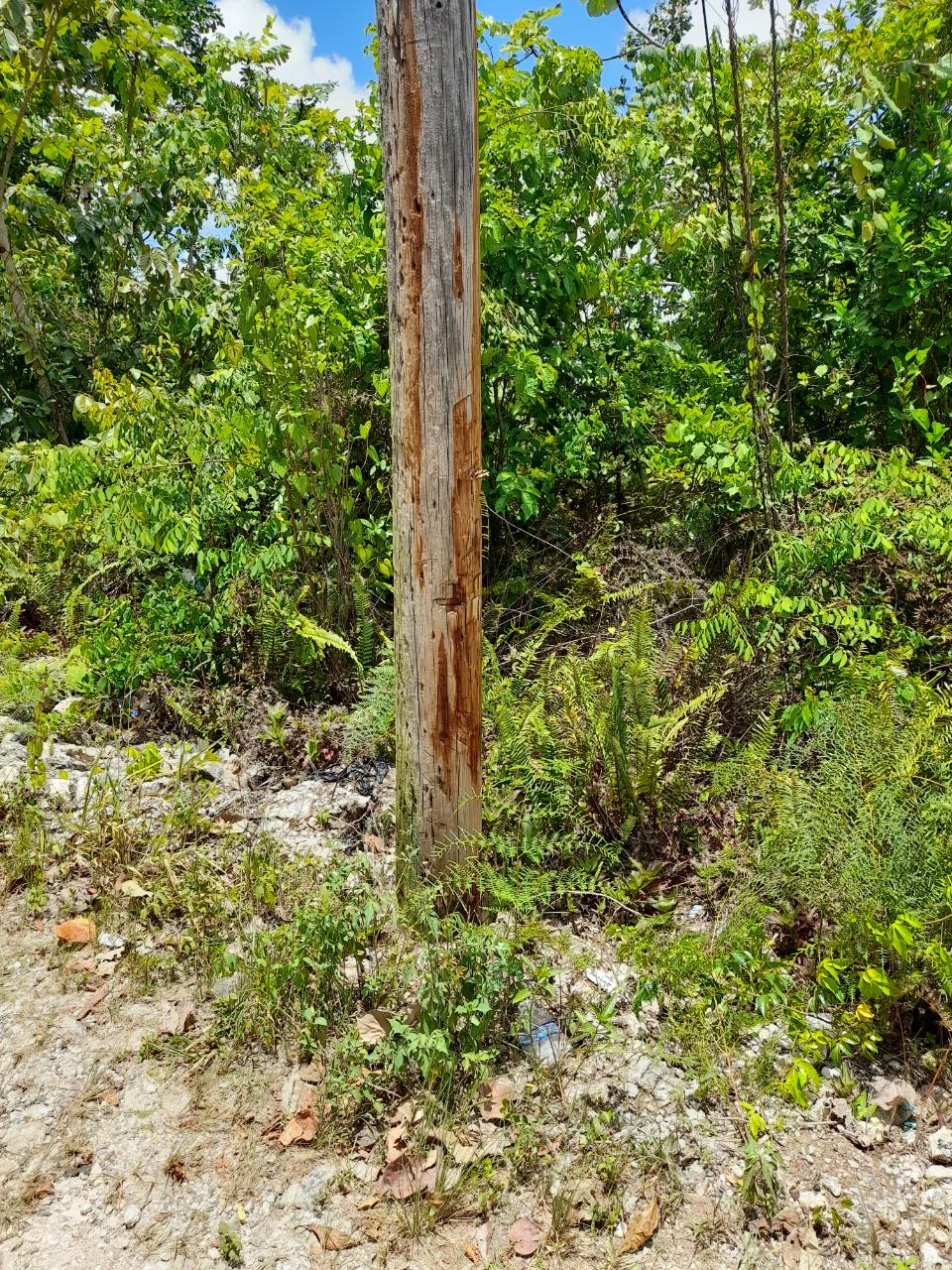 Real Estate Jamaica