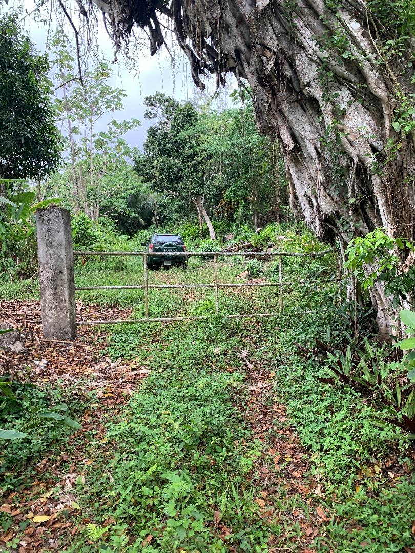 Real Estate Jamaica