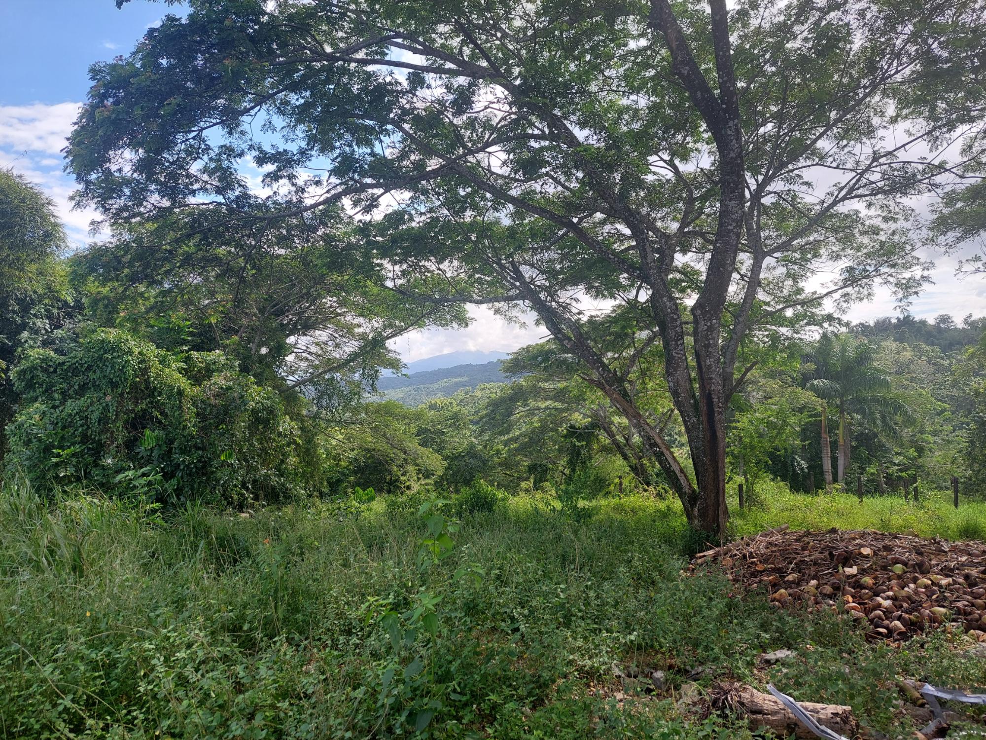 Real Estate Jamaica