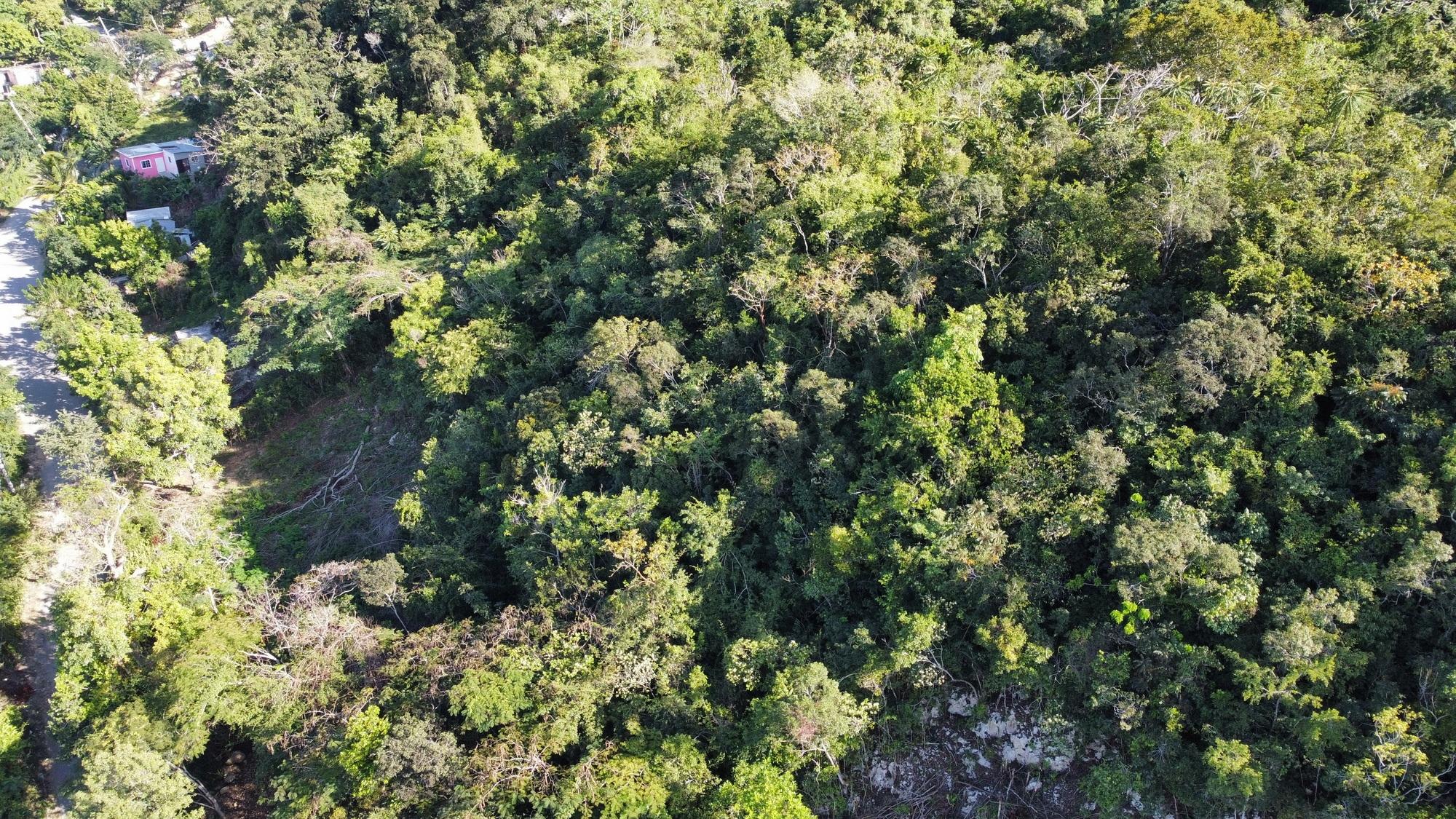 Real Estate Jamaica