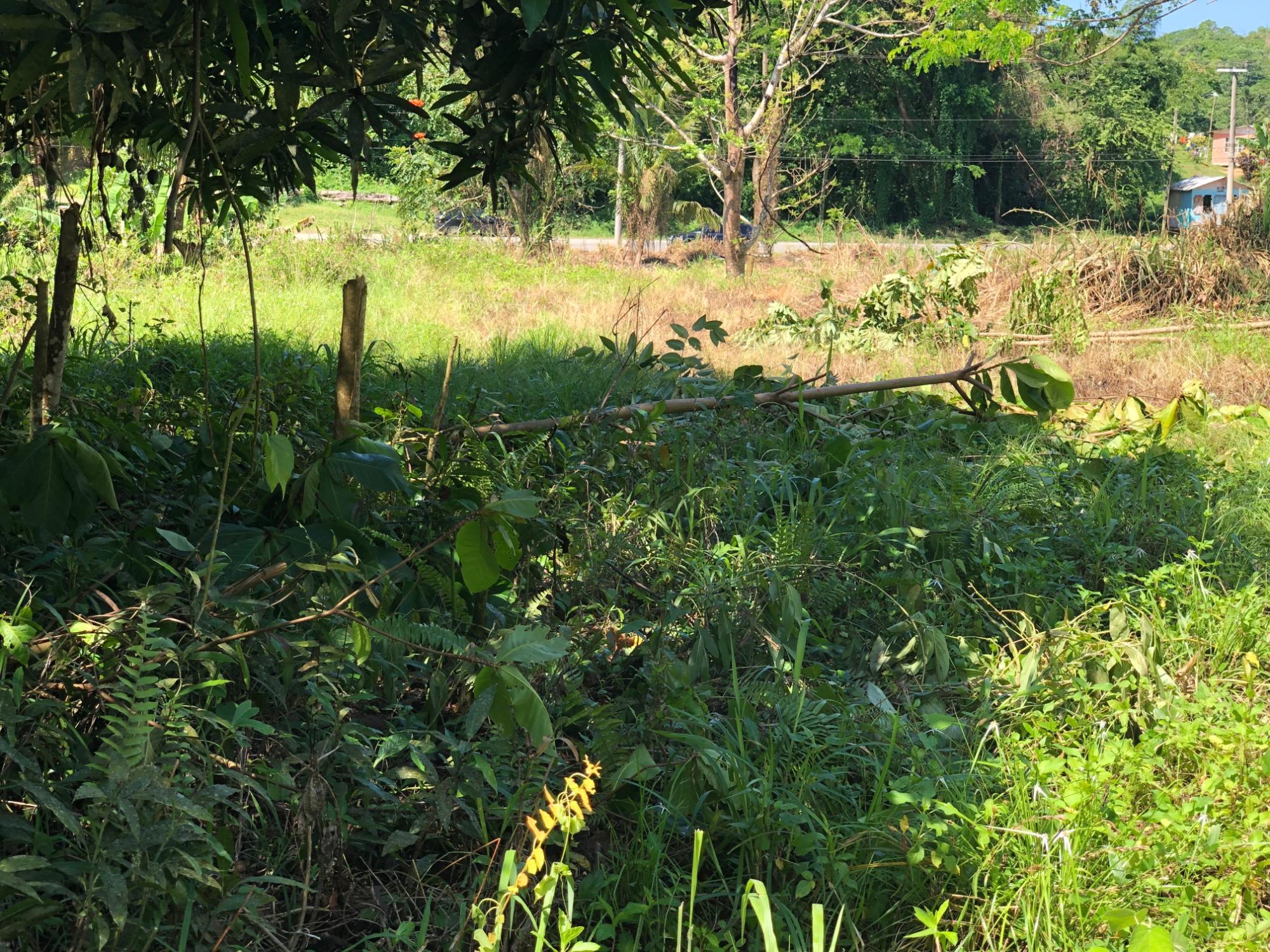 Real Estate Jamaica