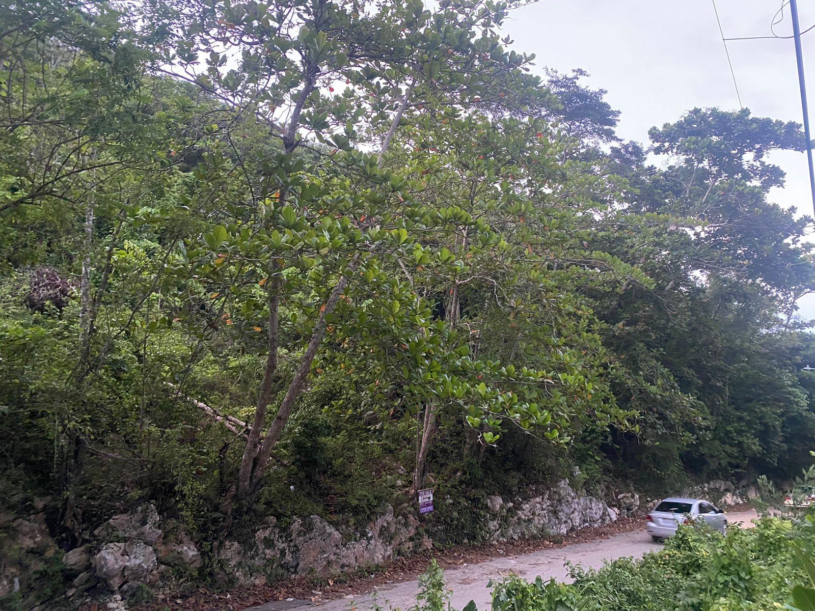 Real Estate Jamaica
