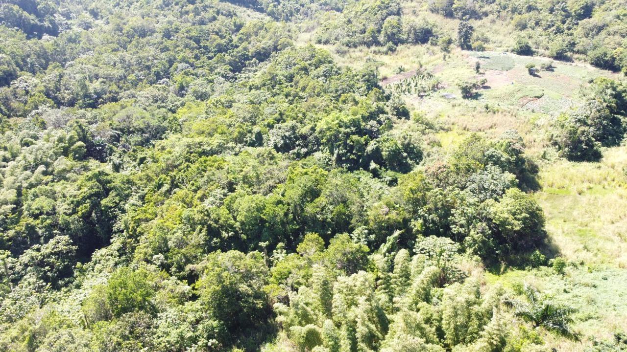 Real Estate Jamaica