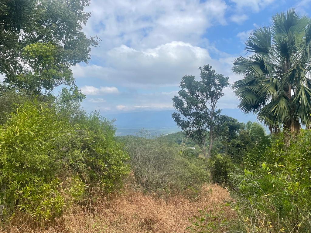 Real Estate Jamaica
